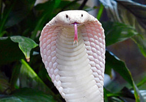 Cobra monocle
